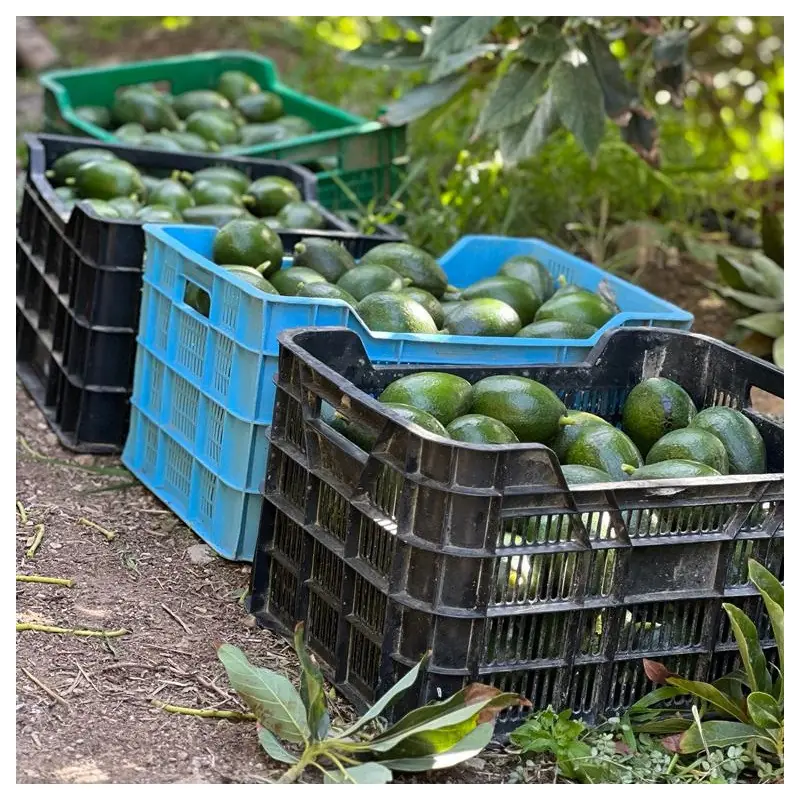 Aguacates Reed bio de España 5 kg – frutas frescas | Biovie