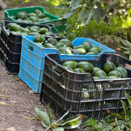 Avocado Reed bio dalla Spagna 5 kg – frutta fresca | Biovie
