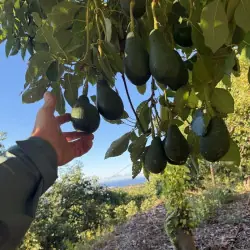 Avocado Reed bio dalla Spagna 5 kg – frutta fresca | Biovie