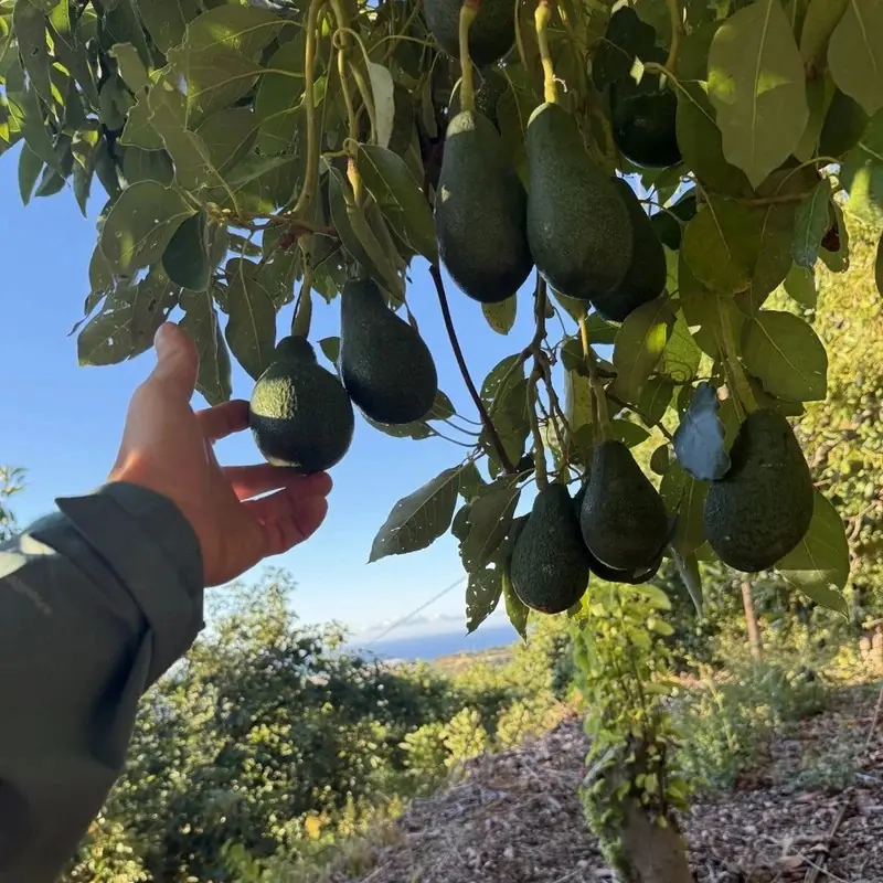 Aguacates Reed bio de España 5 kg – frutas frescas | Biovie