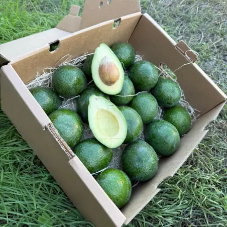 Aguacates Reed bio de España 5 kg – frutas frescas | Biovie