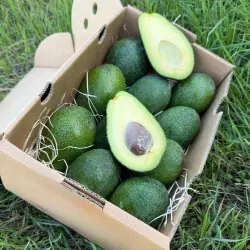 Aguacates Reed bio de España 5 kg – frutas frescas | Biovie