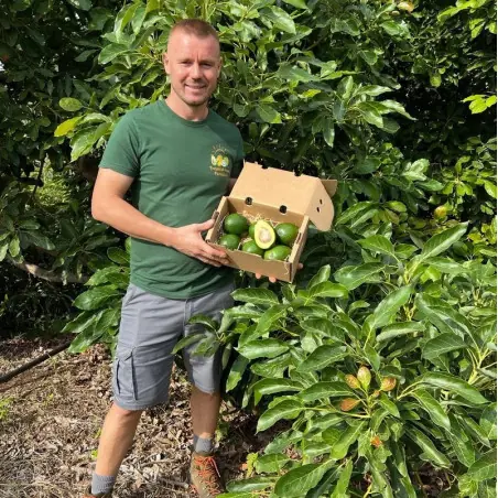 Aguacates Reed bio de España 5 kg – frutas frescas | Biovie