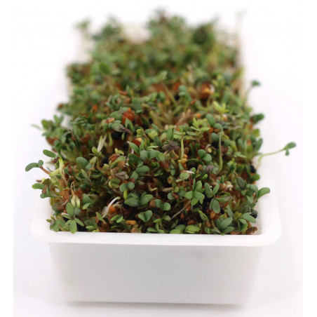 sprouted seeds sprouter sprouted seeds sprouter
