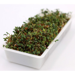 sprouted seeds sprouted seeds