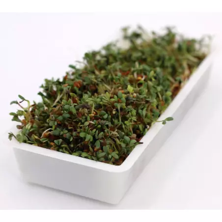 graines germées leclerc en bac de germination