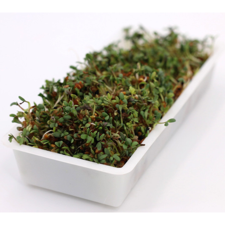 semi germogliati Leclerc in vaschetta di germinazione