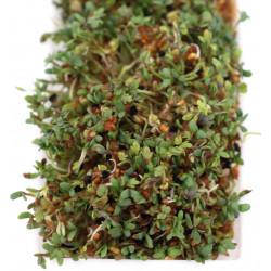 how to make sprouted seeds how to make sprouted seeds