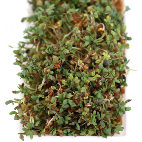 how to make sprouted seeds how to make sprouted seeds