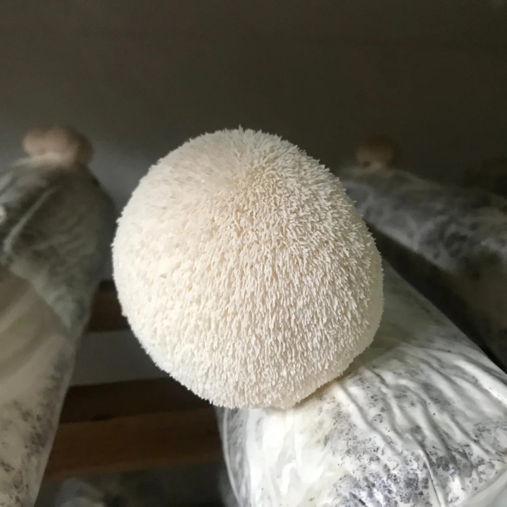 LIONS MANE ENTIER 2