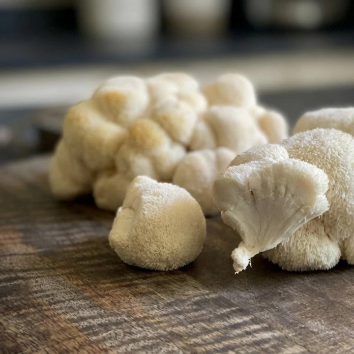 LIONS MANE ENTIER