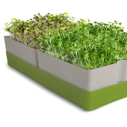 Germoir GEO Smart Greens - Microgroenten Bavicchi | Biovie