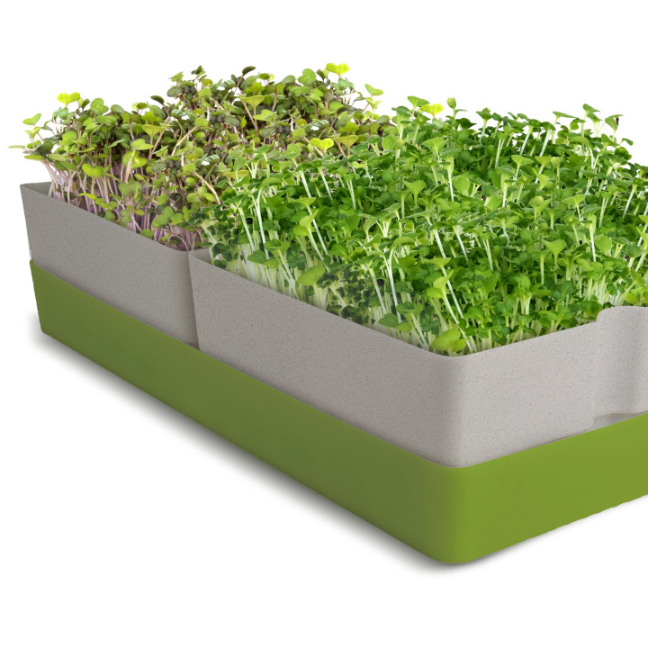 microgreens sprouter