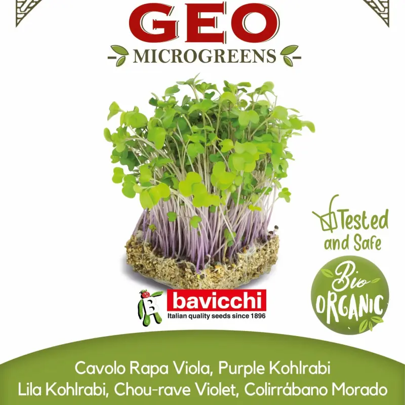 Semi di cavolo rapa viola bio per germogli in microgreens | Biovie