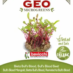 Biologische Bull's Blood bietenzaadjes om te kiemen als microgroenten | Biovie