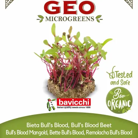 Semi di Barbabietola Bull's Blood bio per germogli in microgreens | Biovie