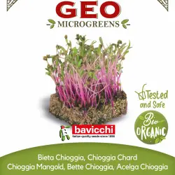 Bio-Samen Mangold Chioggia zum Keimen als Microgreens | Biovie