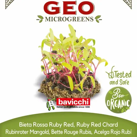 Bio-Rote-Mangold-Samen zum Anbau von Microgreens (15 g / 250 g) | Biovie