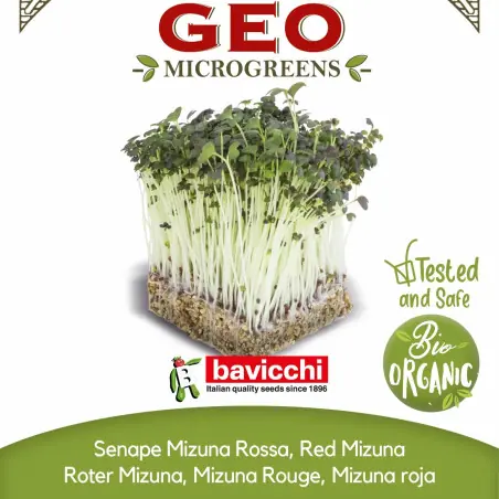 Semi di Mizuna rossa bio da germogliare in microgreens | Biovie