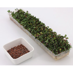 sprouted seeds danger sprouted seeds danger
