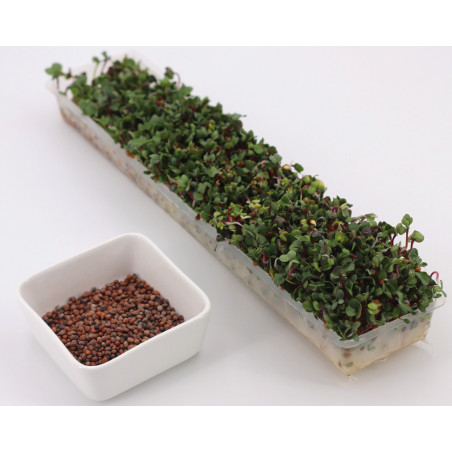 sprouted seeds danger sprouted seeds danger