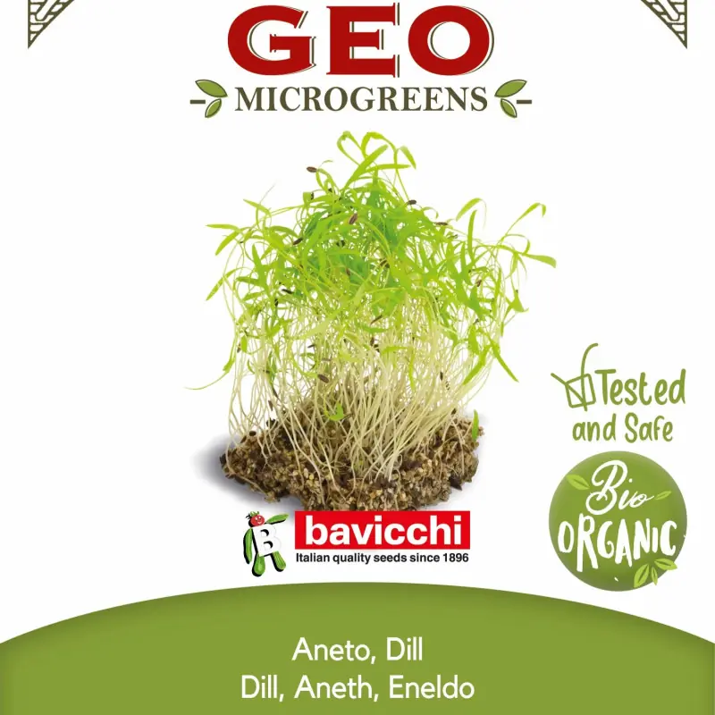 Aneth microgreen