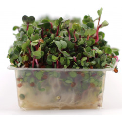 sprouted seeds sprouter sprouted seeds sprouter