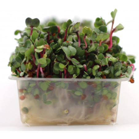 sprouted seeds sprouter sprouted seeds sprouter