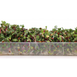 sprouted seeds sprouted seeds