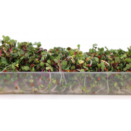 sprouted seeds sprouted seeds