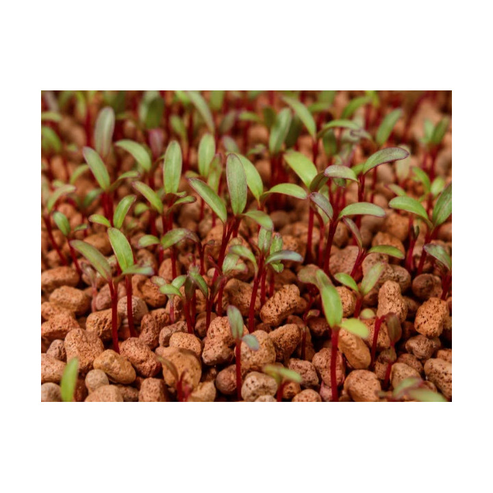 Granulés céramique GEO – substrat microgreens Bavicchi | Biovie
