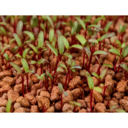 Organic Red Swiss Chard Seeds for Growing Microgreens (15 g / 250 g) | Biovie
