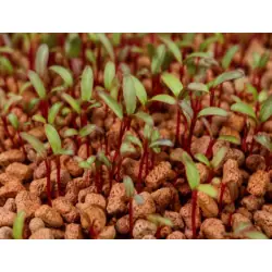 Semi di bietola rossa biologica da coltivare in microgreens (15 g / 250 g) | Biovie
