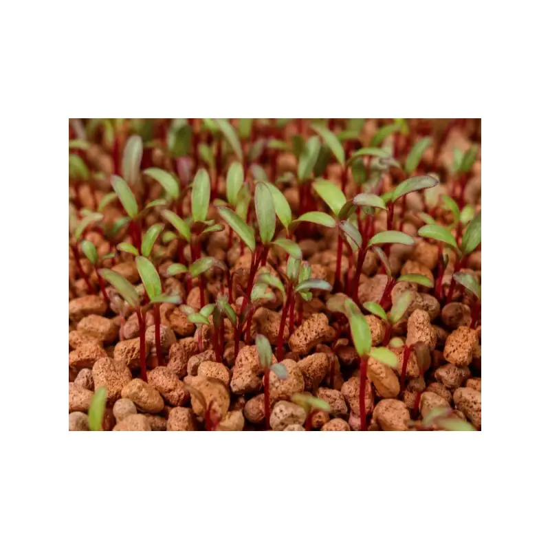 Semi di bietola rossa biologica da coltivare in microgreens (15 g / 250 g) | Biovie