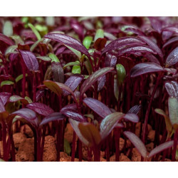 Organic Bull's Blood Beet Seeds for Sprouting as Microgreens | Biovie