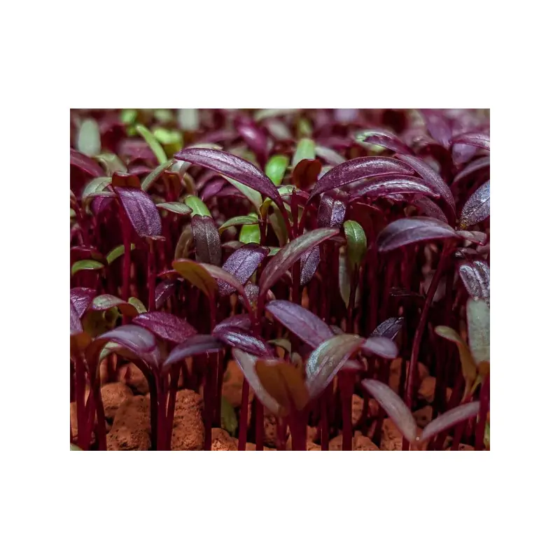 Bio Bull's Blood Rote Bete Samen zum Keimen als Microgreens | Biovie