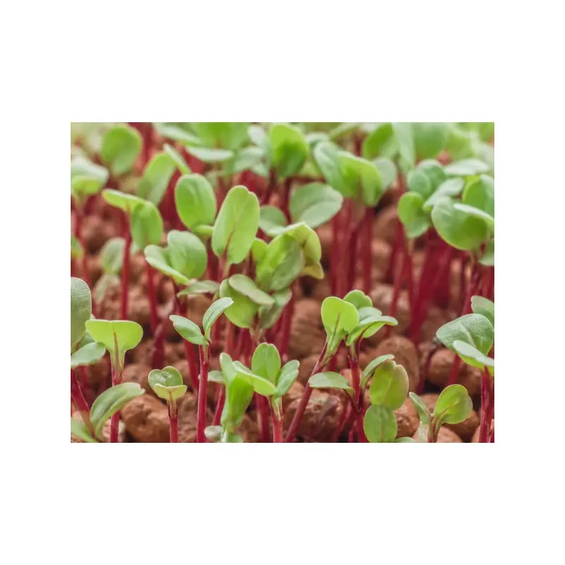 Sementes de Acelga Chioggia bio para germinar em microgreens | Biovie
