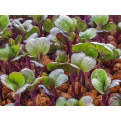 Semi di cavolo rapa viola bio per germogli in microgreens | Biovie