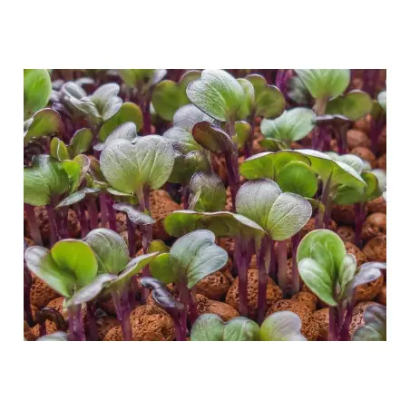 Semi di cavolo rapa viola bio per germogli in microgreens | Biovie