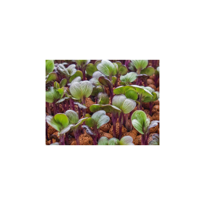 Organic Purple Kohlrabi Seeds for Sprouting as Microgreens | Biovie