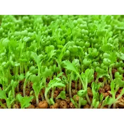 Sementes de Mizuna verde bio para germinar em microgreens | Biovie