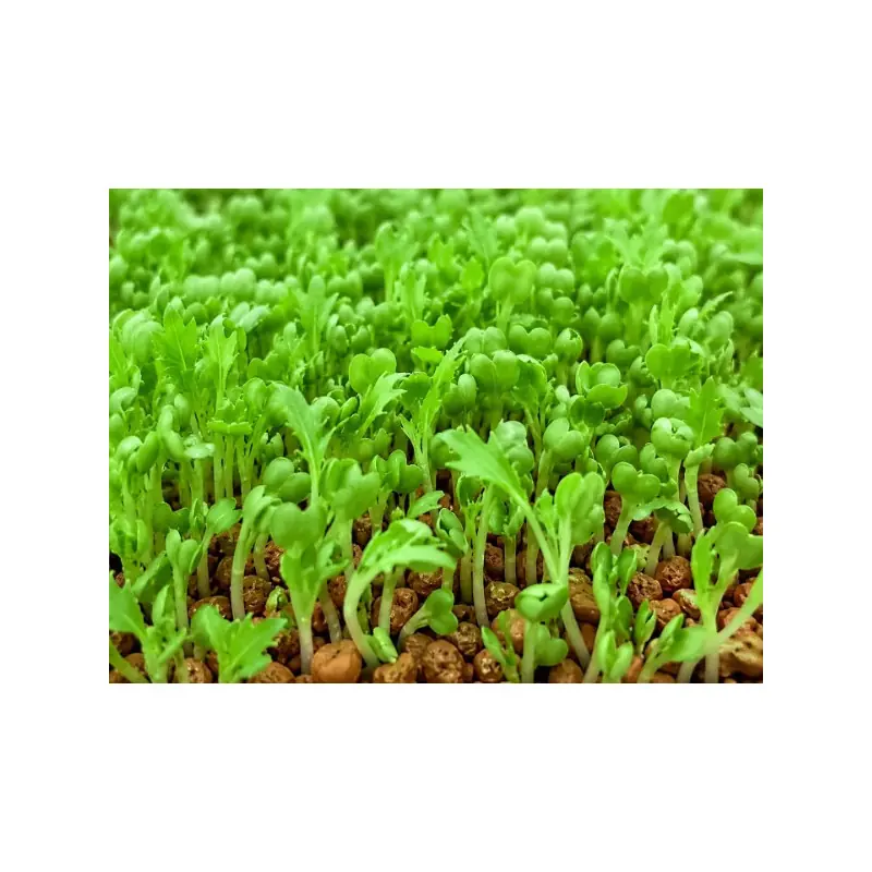 Semi di Mizuna verde bio da germogliare in microgreens | Biovie