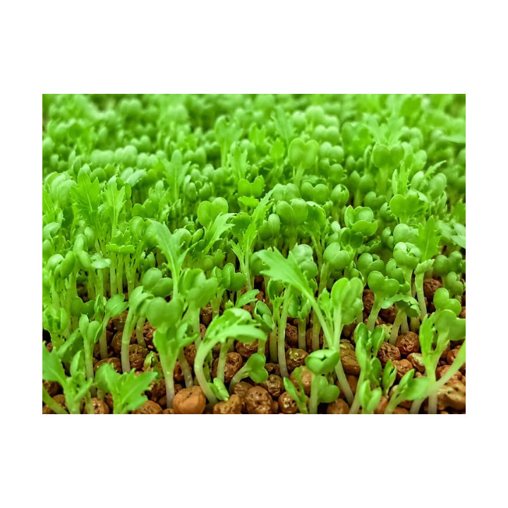 Bio Mizuna-Samen grün zum Keimen als Microgreens | Biovie
