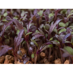 Mizuna rouges