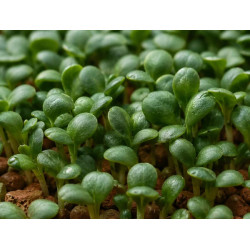 Tatsoi