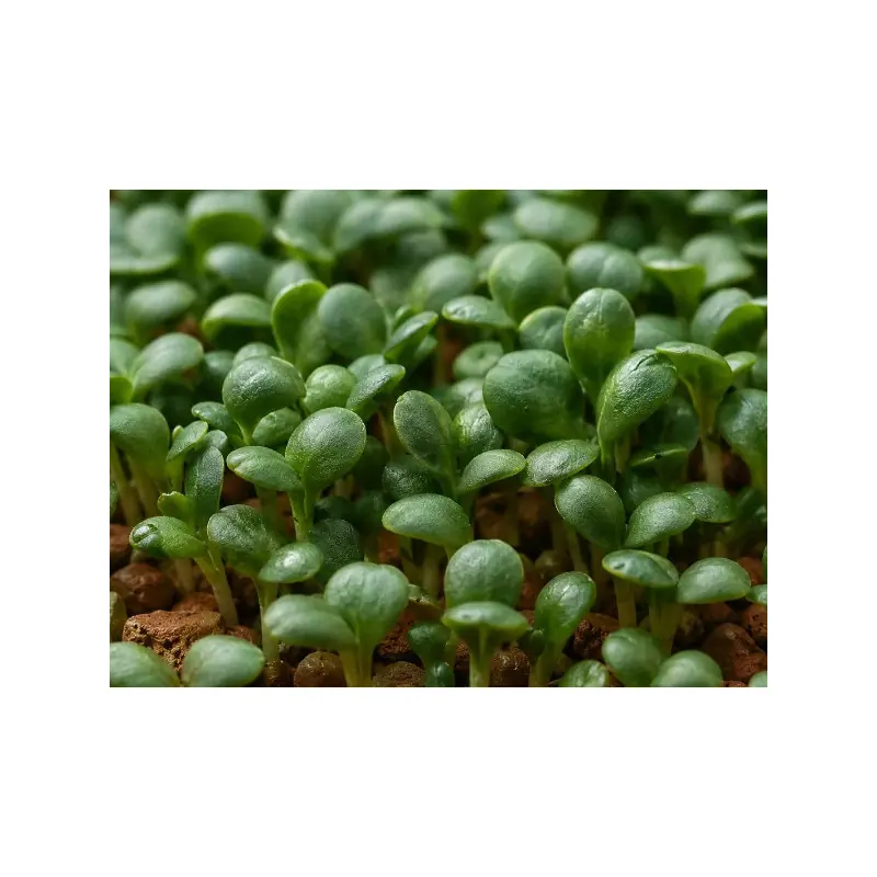 Semillas de Tatsoi orgánicas para germinar en microgreens | Biovie