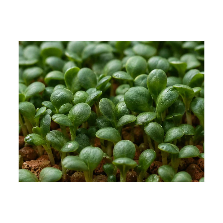 Semillas de Tatsoi orgánicas para germinar en microgreens | Biovie