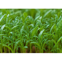 Anteh microgreens jeune pousse