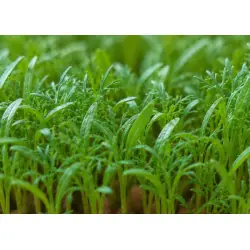 Anteh microgreens jeune pousse