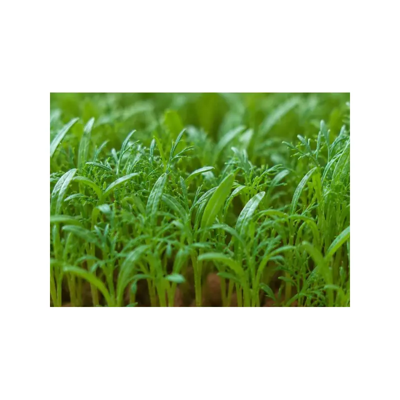 Sementes de Endro orgânicas para cultivar microgreens (15 g / 150 g) | Biovie